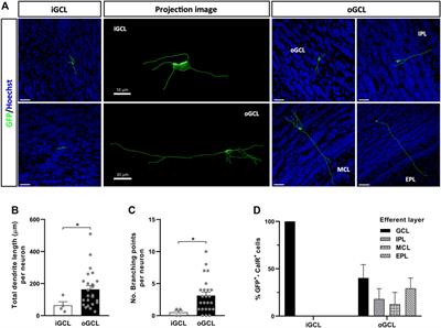 Morphological Diversity of Calretinin Interneurons Generated From Adult Mouse Olfactory Bulb Core Neural Stem Cells